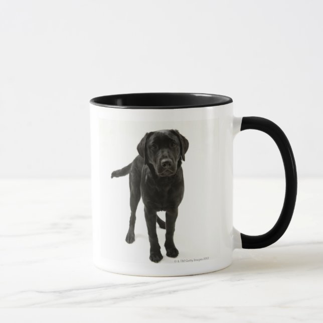 Svart labrador retriever mugg (Höger)