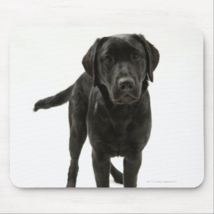 Svart labrador retriever musmatta
