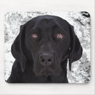 Svart Labrador Retriever Musmatta
