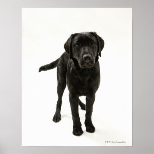 Svart labrador retriever poster