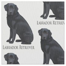 Svart Labrador Retriever