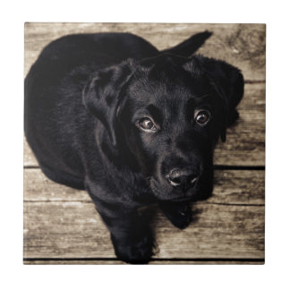 Svart Labrador Retriever Valp på Trä Kakelplatta