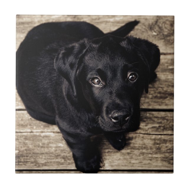 Svart Labrador Retriever Valp på Trä Kakelplatta (Framsidan)