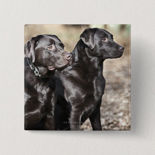 Svart Labrador Retrievers Knapp (Framsida)
