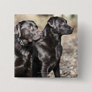 Svart Labrador Retrievers Knapp