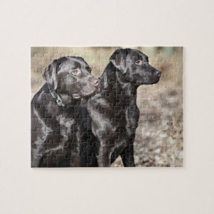Svart Labrador Retrievers Pussel
