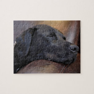 Svart labrador sovande på soffan, närbild pussel