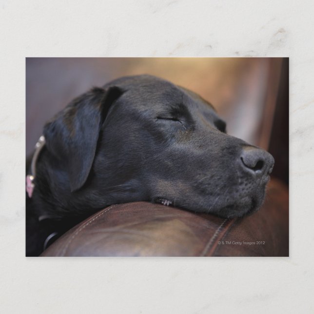 Svart labrador sover på soffa, nära upp vykort (Framsida)