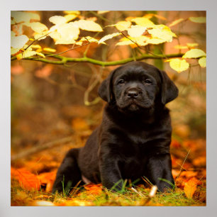 Svart labrador-upptag med Höst löv Poster