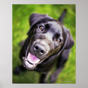 Svart labrador valp som uppåt tittar, närbild poster