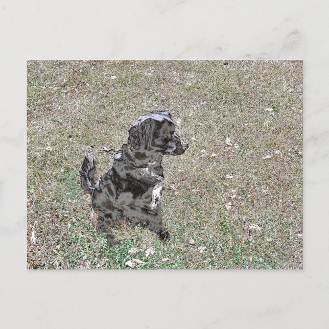 Svart Labradors Hund Tittar Vykort (Framsida)