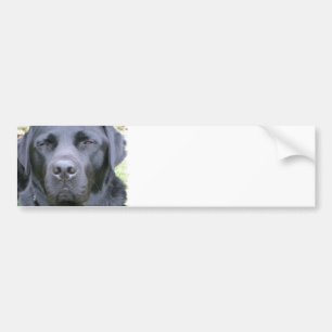Svart Labradors Retriever Hunddekal Bildekal