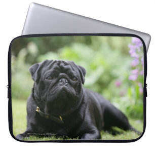 Svart lägga för mops besegrar laptop sleeve