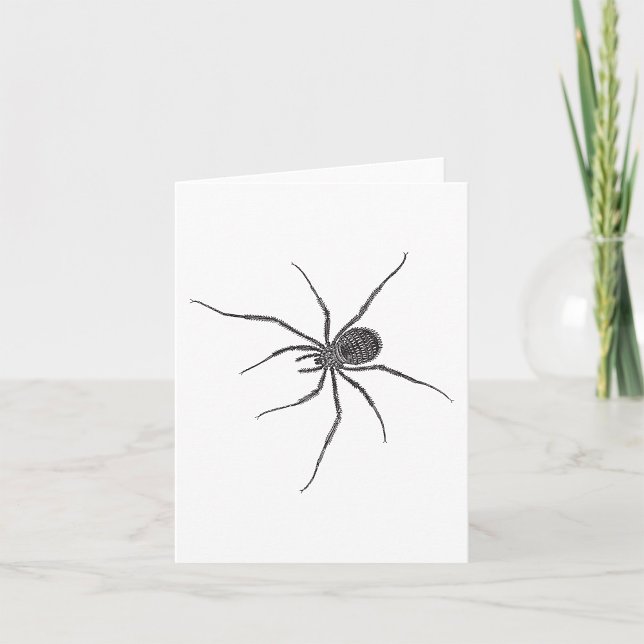 Svart långbent spindel Kuslig spindeldjur Kort (Skapare uppladdad)