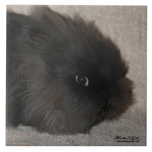 Svart Lionhead kanin Kakelplatta (Framsidan)