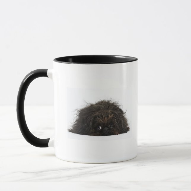 Svart ljuga för den Pekingese hunden besegrar Mugg (Vänster)