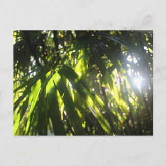 Svårt ljus genom Handflatan Vykort