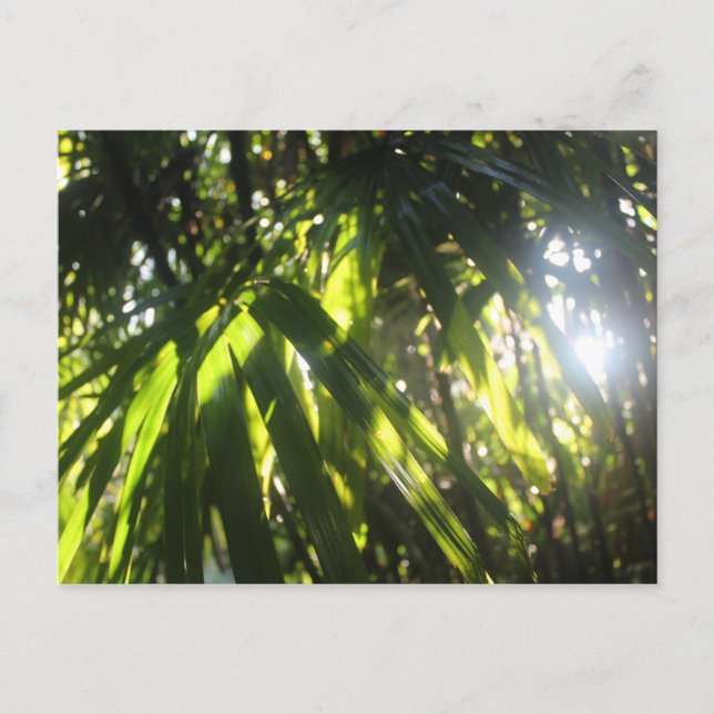 Svårt ljus genom Handflatan Vykort (Framsida)