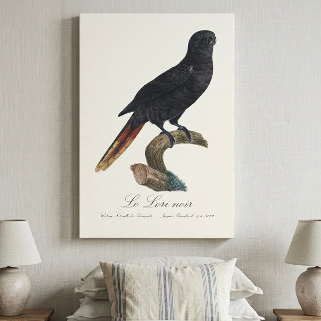 Svart lorikit eller Svart lori, Chalcopsitta atra Canvastryck (Black Lory or Red-Quilled Lory, Chalcopsitta atra. Canvas Print)