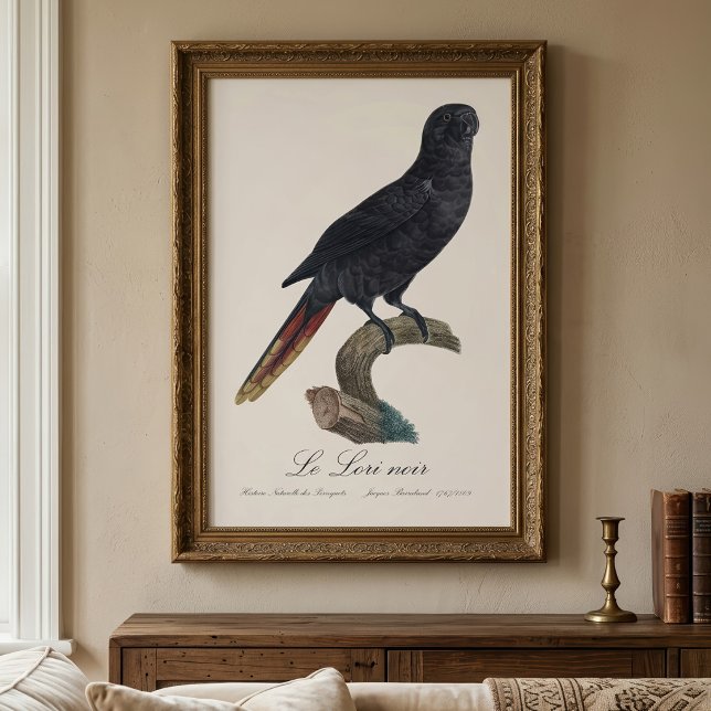 Svart lorikit eller Svart lori, Chalcopsitta atra Fototryck (Black Lory or Red-Quilled Lory, Chalcopsitta atra. Photo Print)