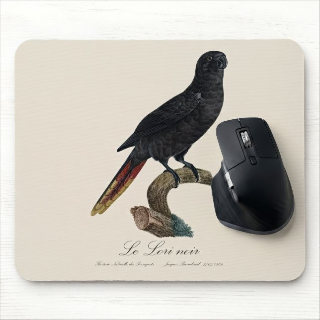 Svart lorikit eller Svart lori, Chalcopsitta atra Musmatta (Black Lory or Red-Quilled Lory, Chalcopsitta atra. Mouse Pad)