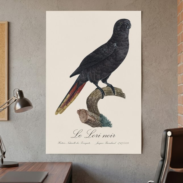 Svart lorikit eller Svart lori, Chalcopsitta atra Poster (Black Lory or Red-Quilled Lory, Chalcopsitta atra. Poster )