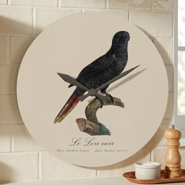 Svart lorikit eller Svart lori, Chalcopsitta atra Stor Klocka (Black Lory or Red-Quilled Lory, Chalcopsitta atra. Large Clock)