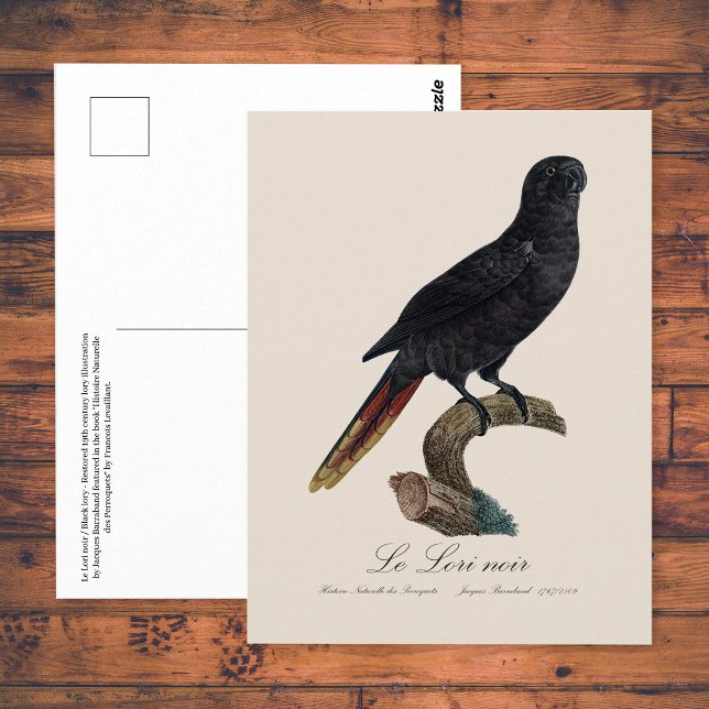 Svart lorikit eller Svart lori, Chalcopsitta atra Vykort (Black Lory or Red-Quilled Lory, Chalcopsitta atra. Postcard)