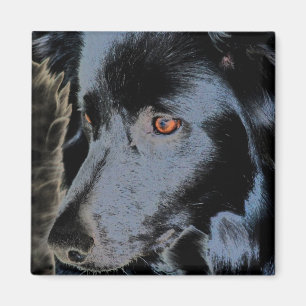 Svart magnet för hund för gränsCollieansikte
