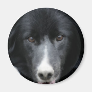 Svart magnet för hund för gränsCollieansikte