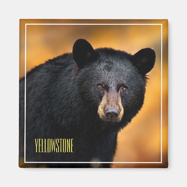 Svart Magnet Yellowstone Bear (Framsidan)