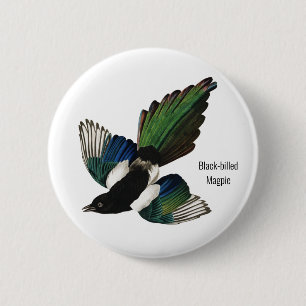Svart magpie, Audubon, American Birder Knapp