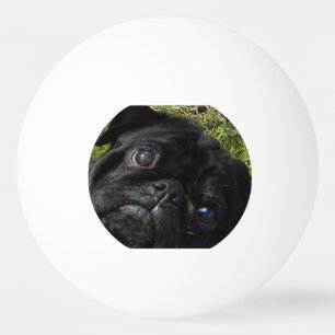 svart-mops ögon pingisboll