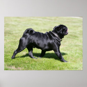 Svart mops som flåsar att gå för stunder poster