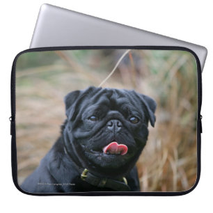 Svart mops som flåsar den stunder tittar kameran laptop sleeve