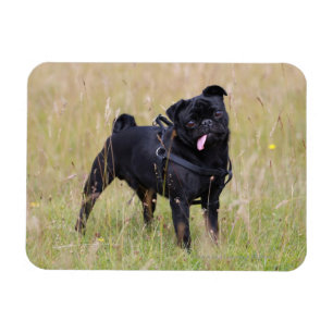 Svart mops som ut klibbar Tounge Magnet
