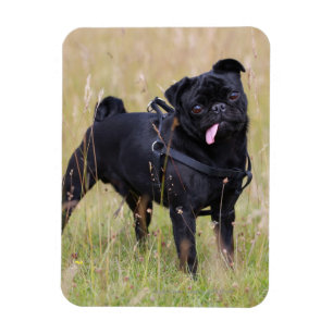 Svart mops som ut klibbar Tounge Magnet