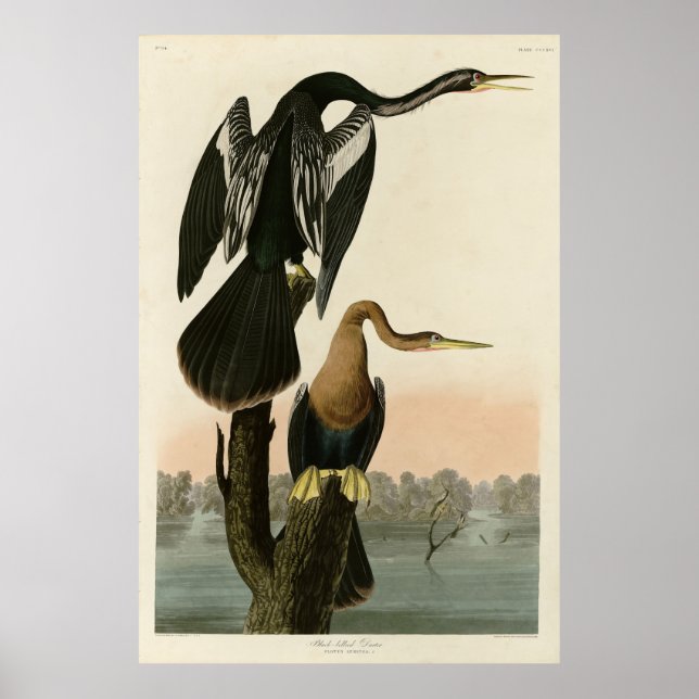Svart mörböld Darter från Audubon Birds of America Poster (Framsidan)