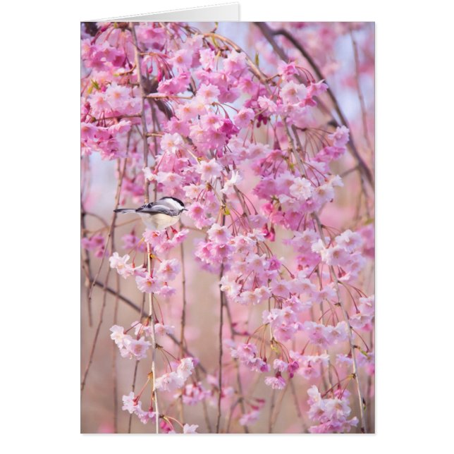 Svart mössa chickadee & Rosa gråtande pil Hälsningskort (Framsidan)