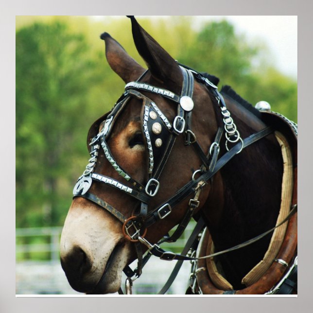 Svart mule poster (Framsidan)