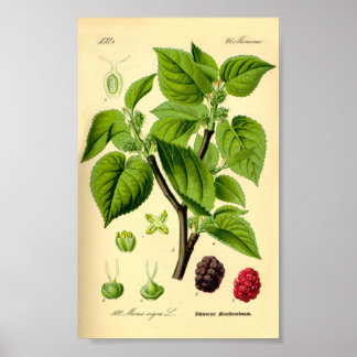 Svart mullbär (Morus nigra) Poster