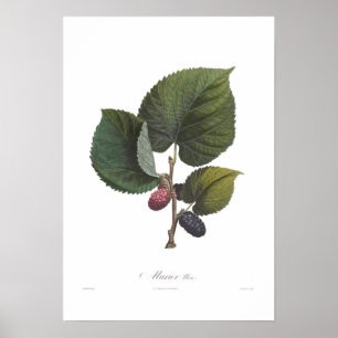 Svart mullbärsträd poster