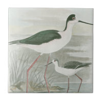 Svart-Necked Stilts av Vatten