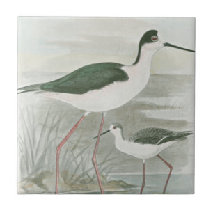 Svart-Necked Stilts av Vatten Kakelplatta