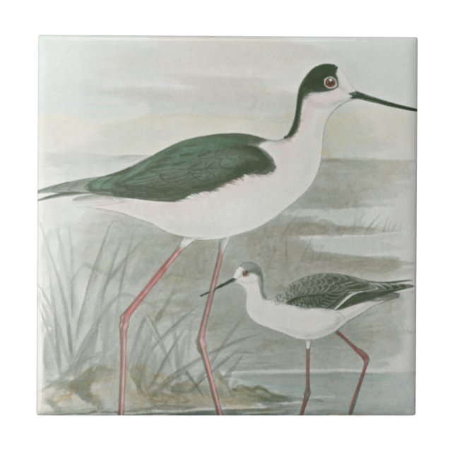 Svart-Necked Stilts av Vatten Kakelplatta (Framsidan)