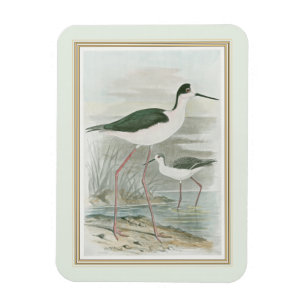 Svart-Necked Stilts av Vatten Magnet
