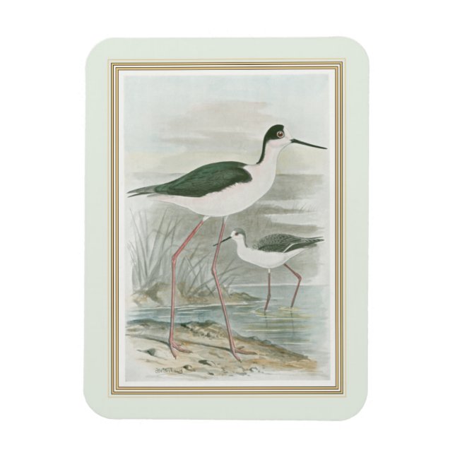 Svart-Necked Stilts av Vatten Magnet (Vertikal)