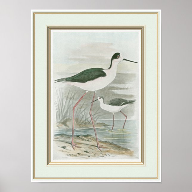 Svart-Necked Stilts av Vatten Poster (Framsidan)