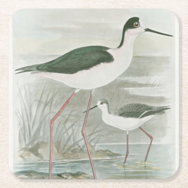 Svart-Necked Stilts av Vatten Underlägg Papper Kvadrat (Framsidan)