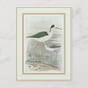 Svart-Necked Stilts av Vatten Vykort